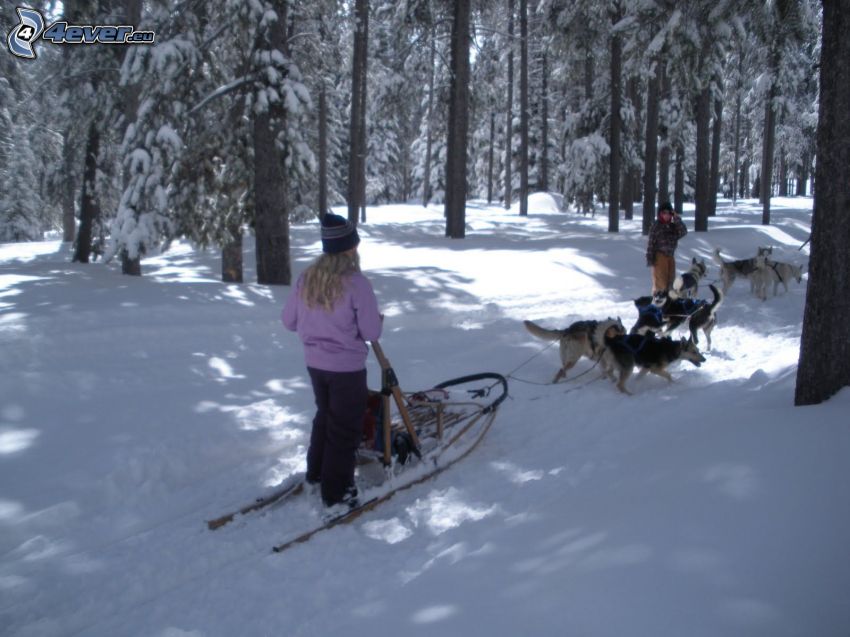 dog team in the woods, snow, sled