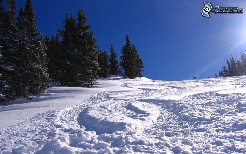 ski slope, coniferous trees, snow