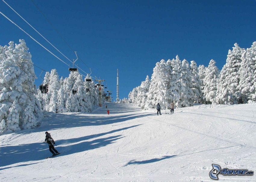 skiing, snow, snowy trees