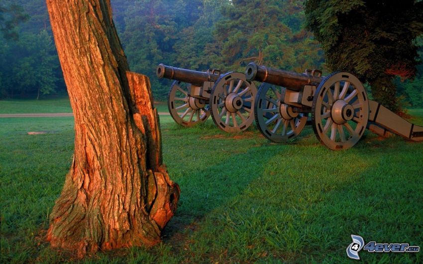 cannons, tree