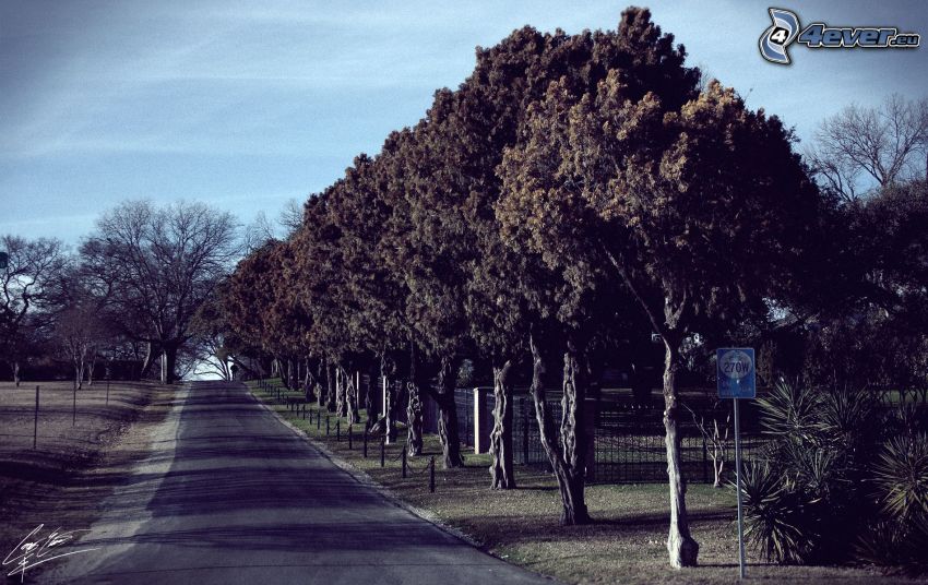 road, avenue of trees