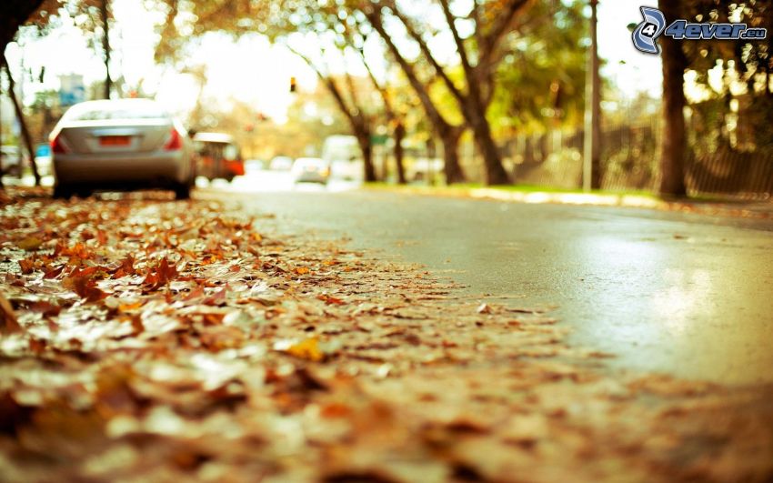 road, cars, autumn leaves