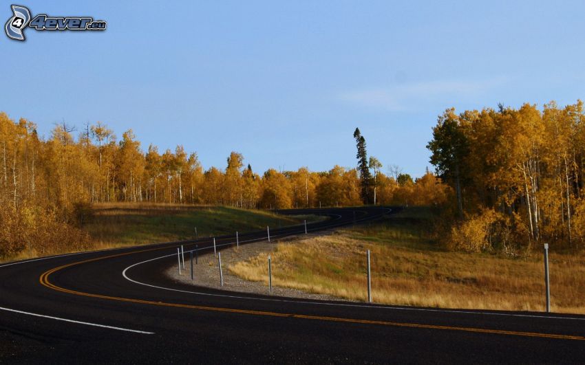 road, road curve, trees