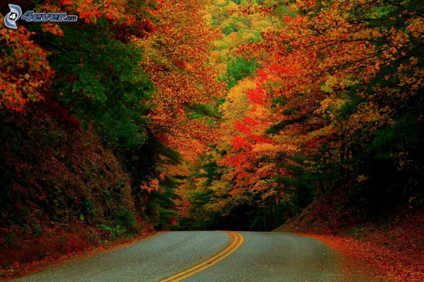 road through forest, colorful autumn forest