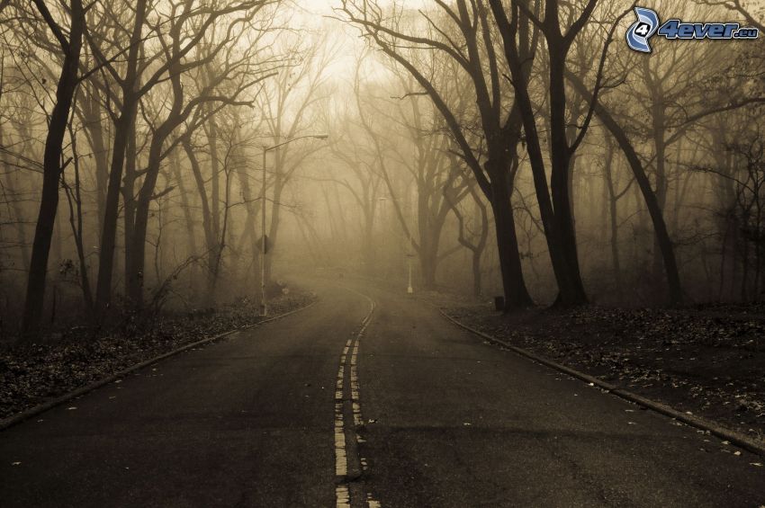 road through forest, fog, sepia