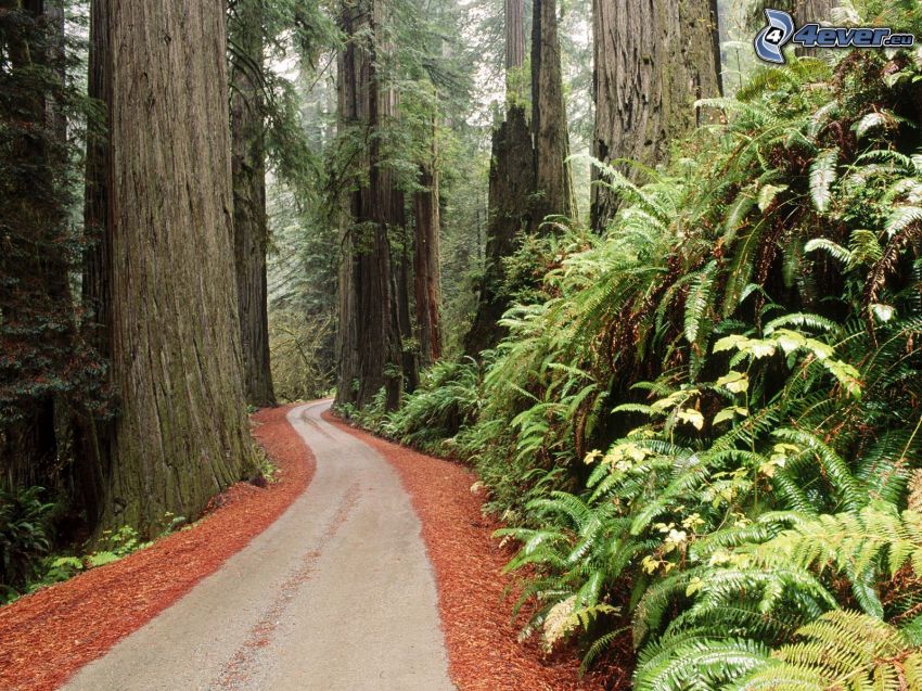 road through forest, sequoia