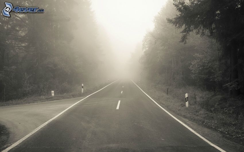 road through forest, straight way, fog