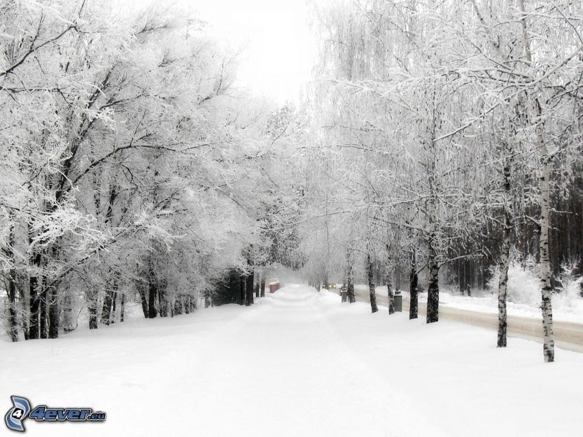 snow-covered road, snowy trees