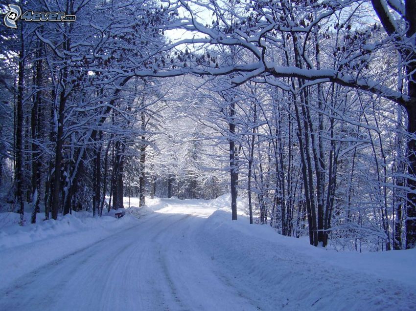snow-covered road, snowy trees
