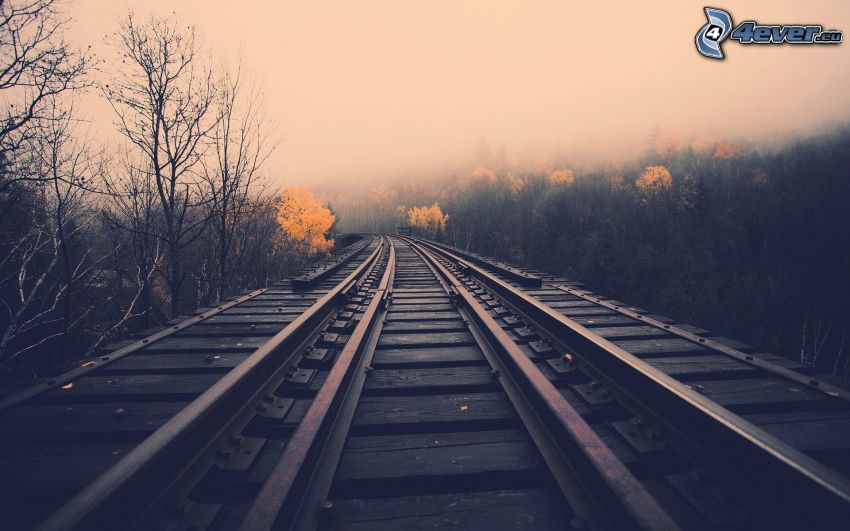 rails, fog, forest