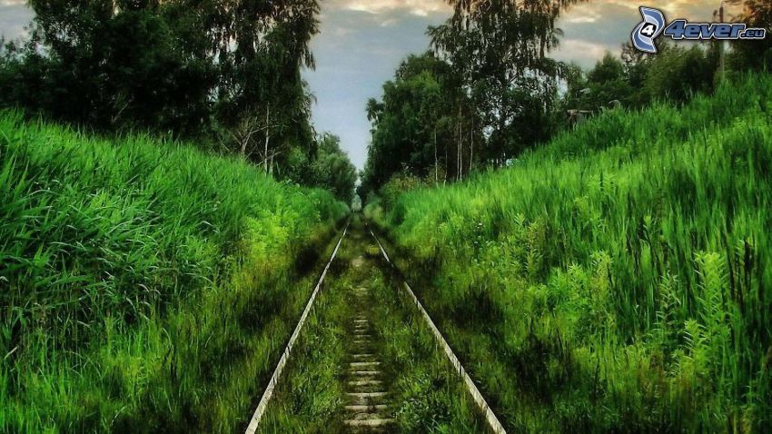 rails, forest, greenery