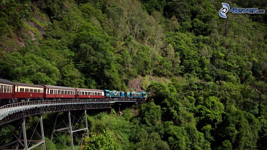 train, forest, railway bridge