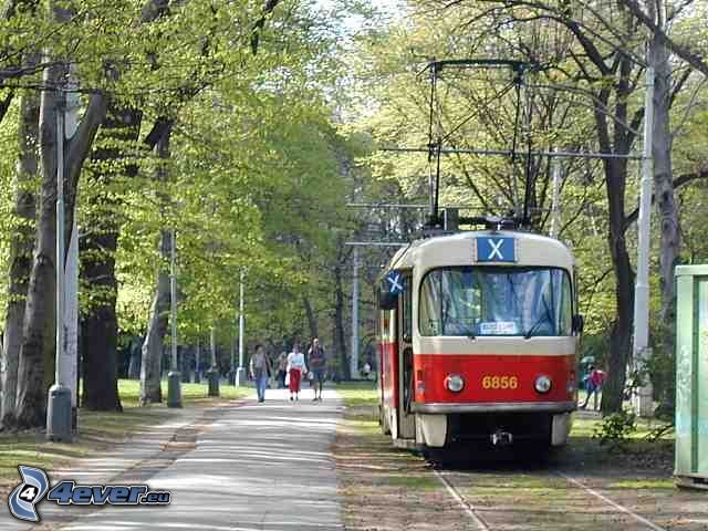 tram, road, trees