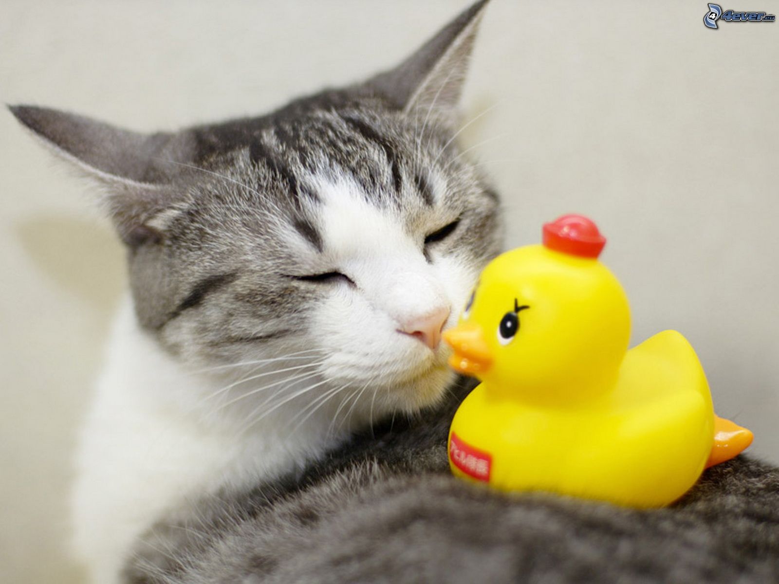cat rubber duck