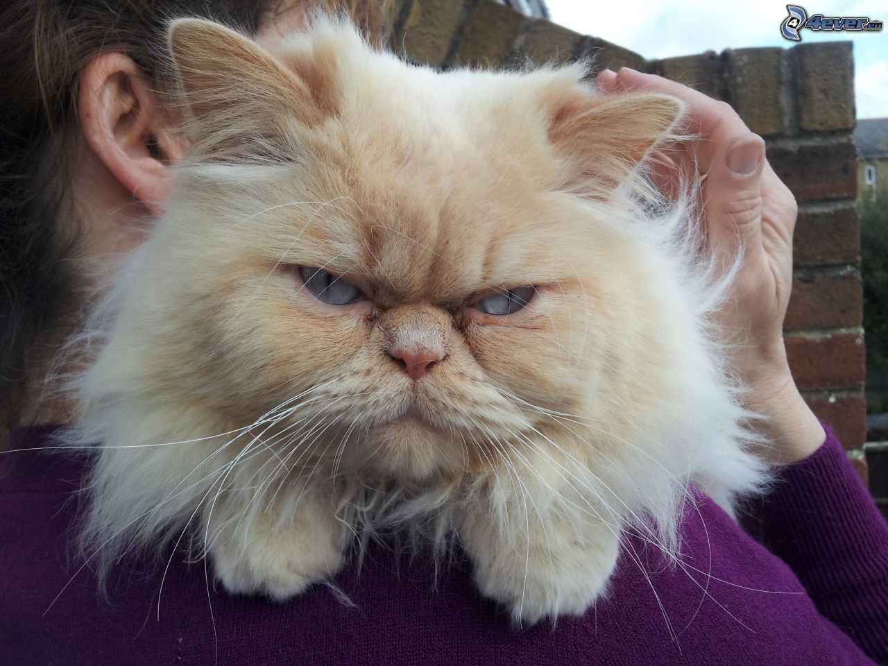 Персидская кошка с узкими глазами
