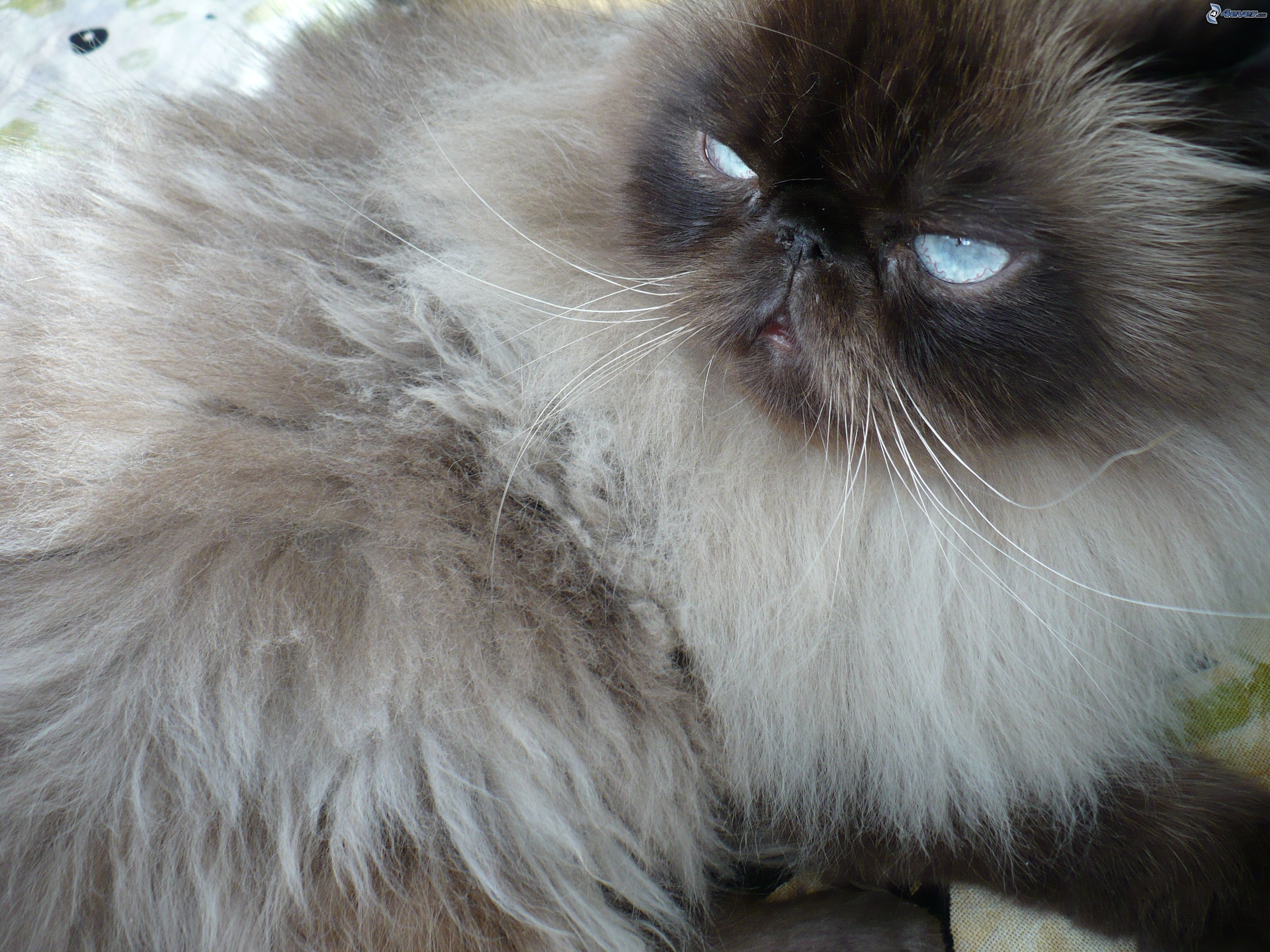 Персидский кот каштановый