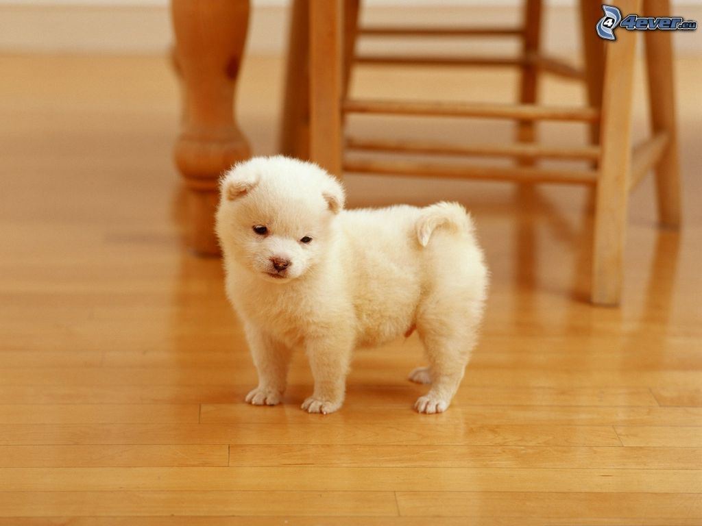 small white puppy