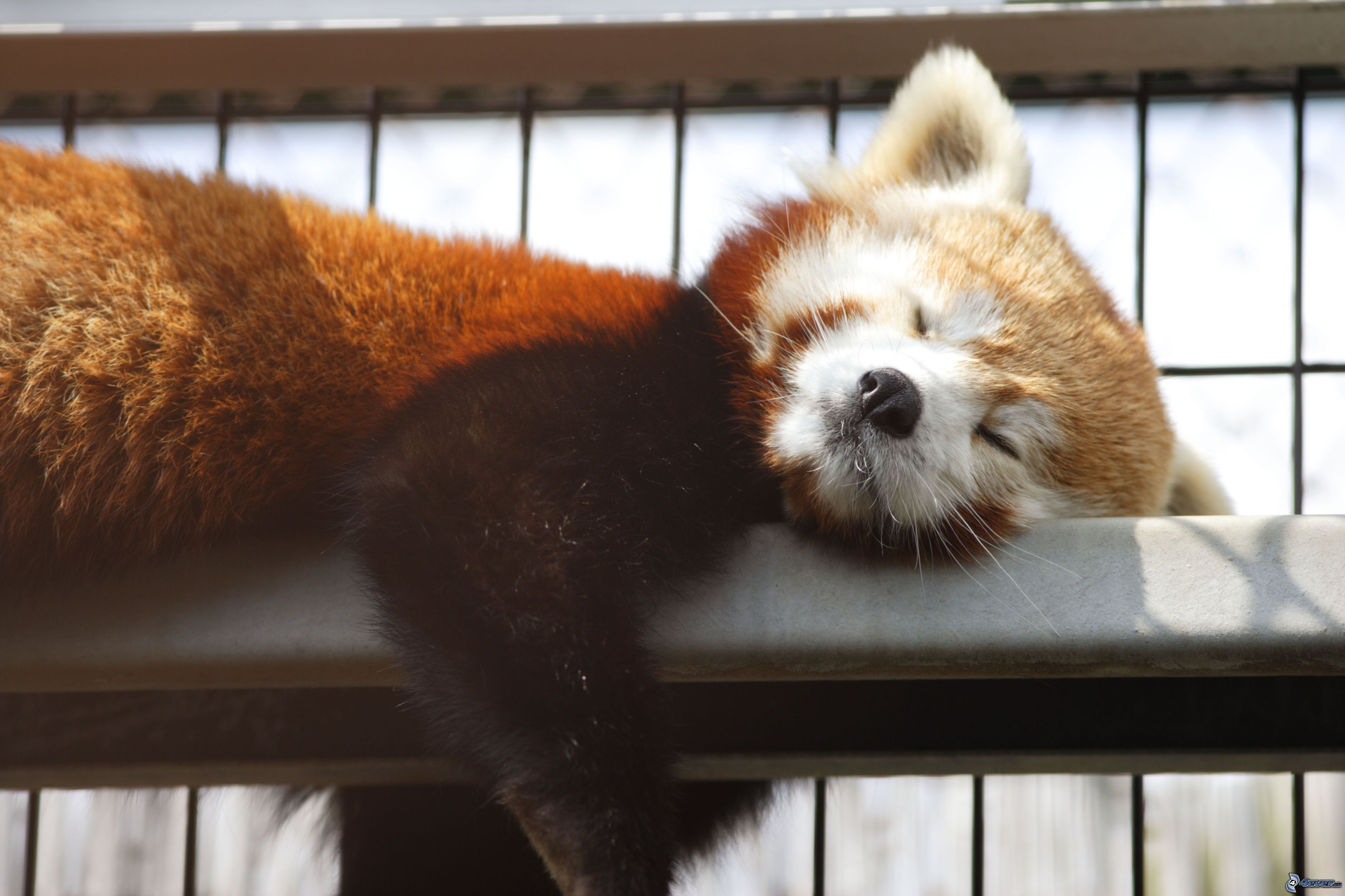 Красная Панда спит