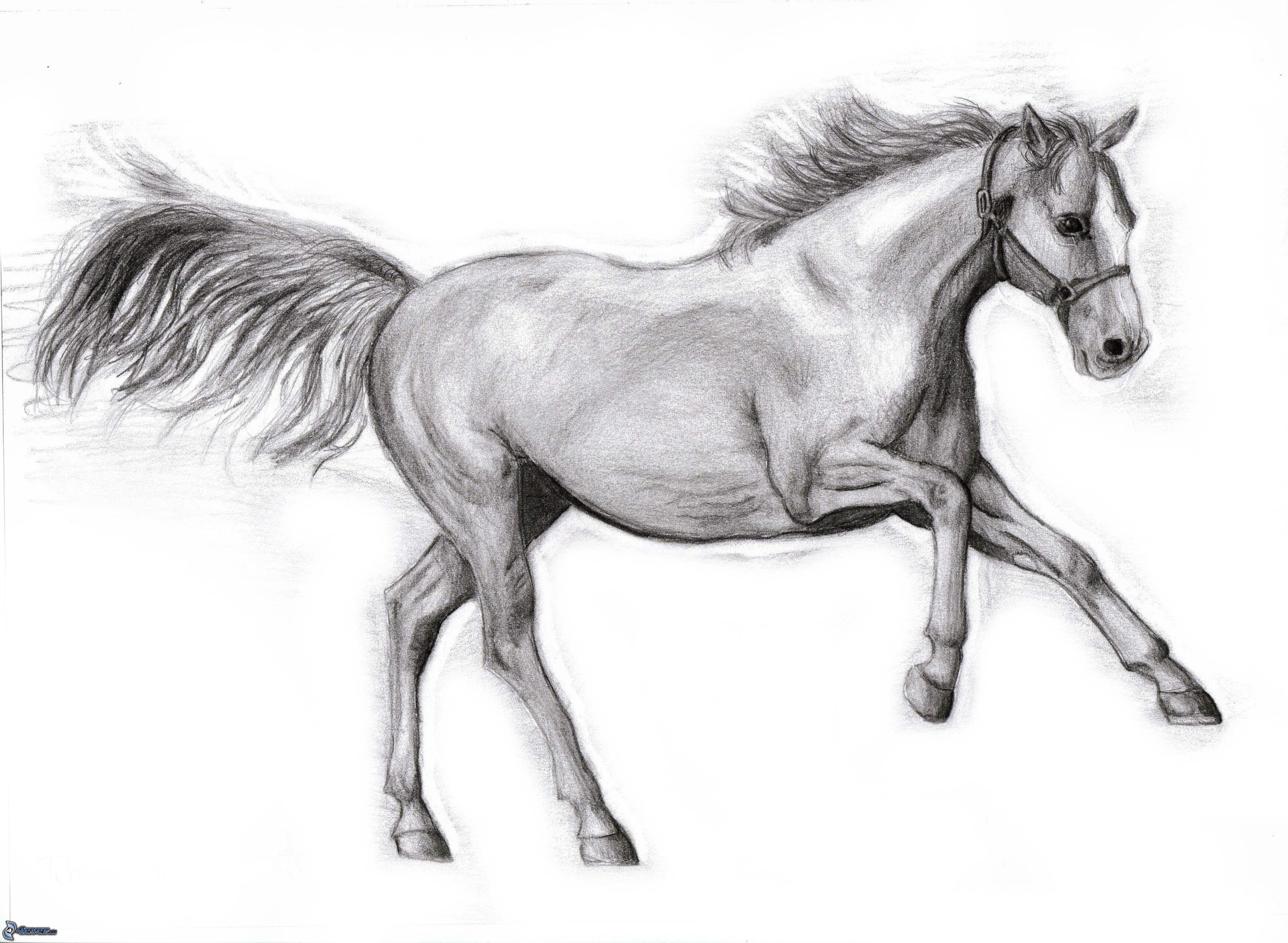 Лошадь скачет рисунок