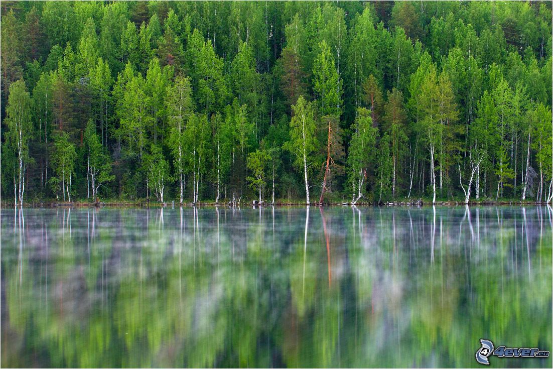 Леса Архангельской области