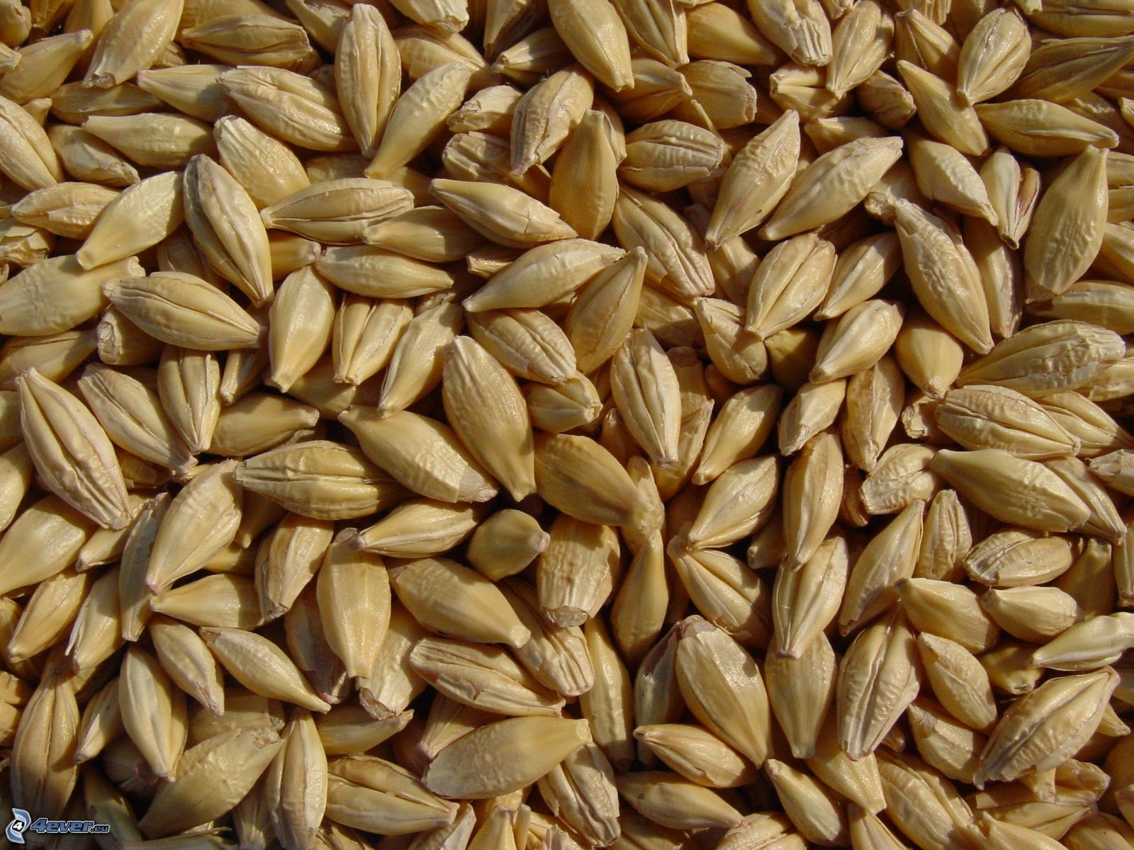 Barley 18