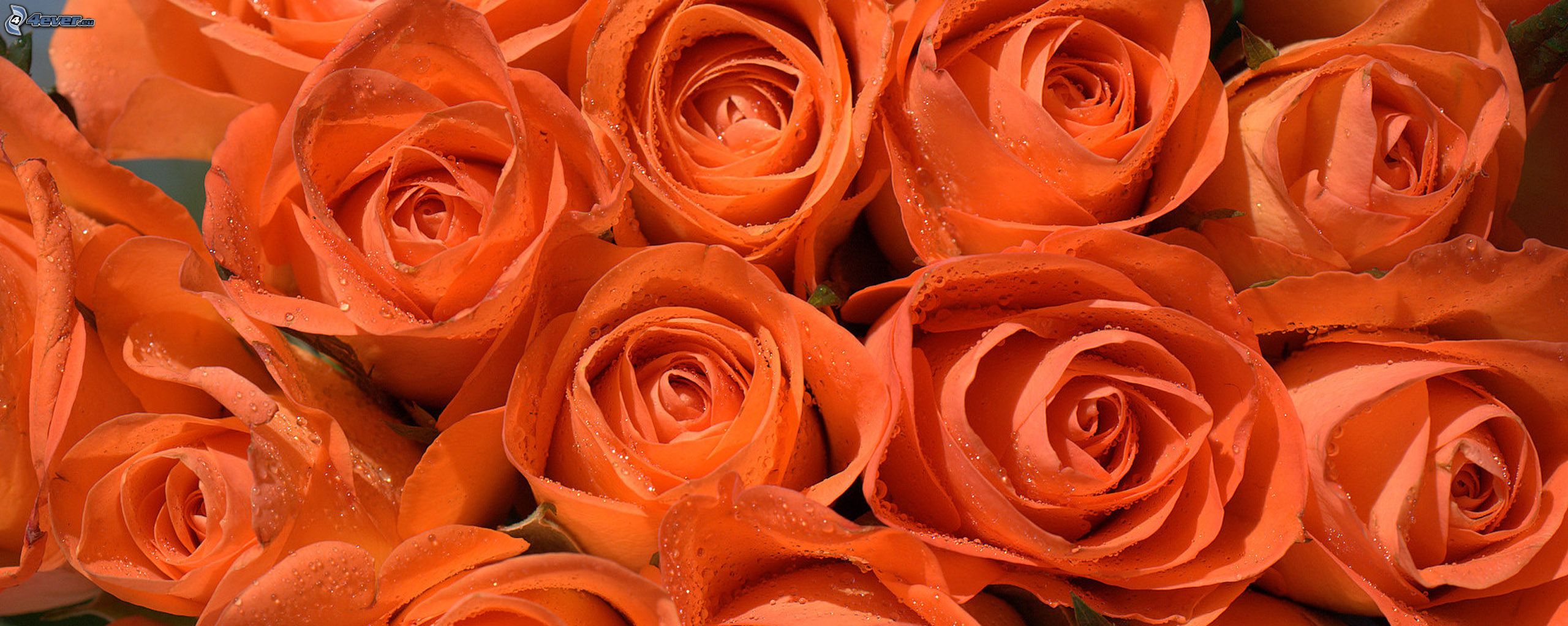 Оранжевые голландские розы