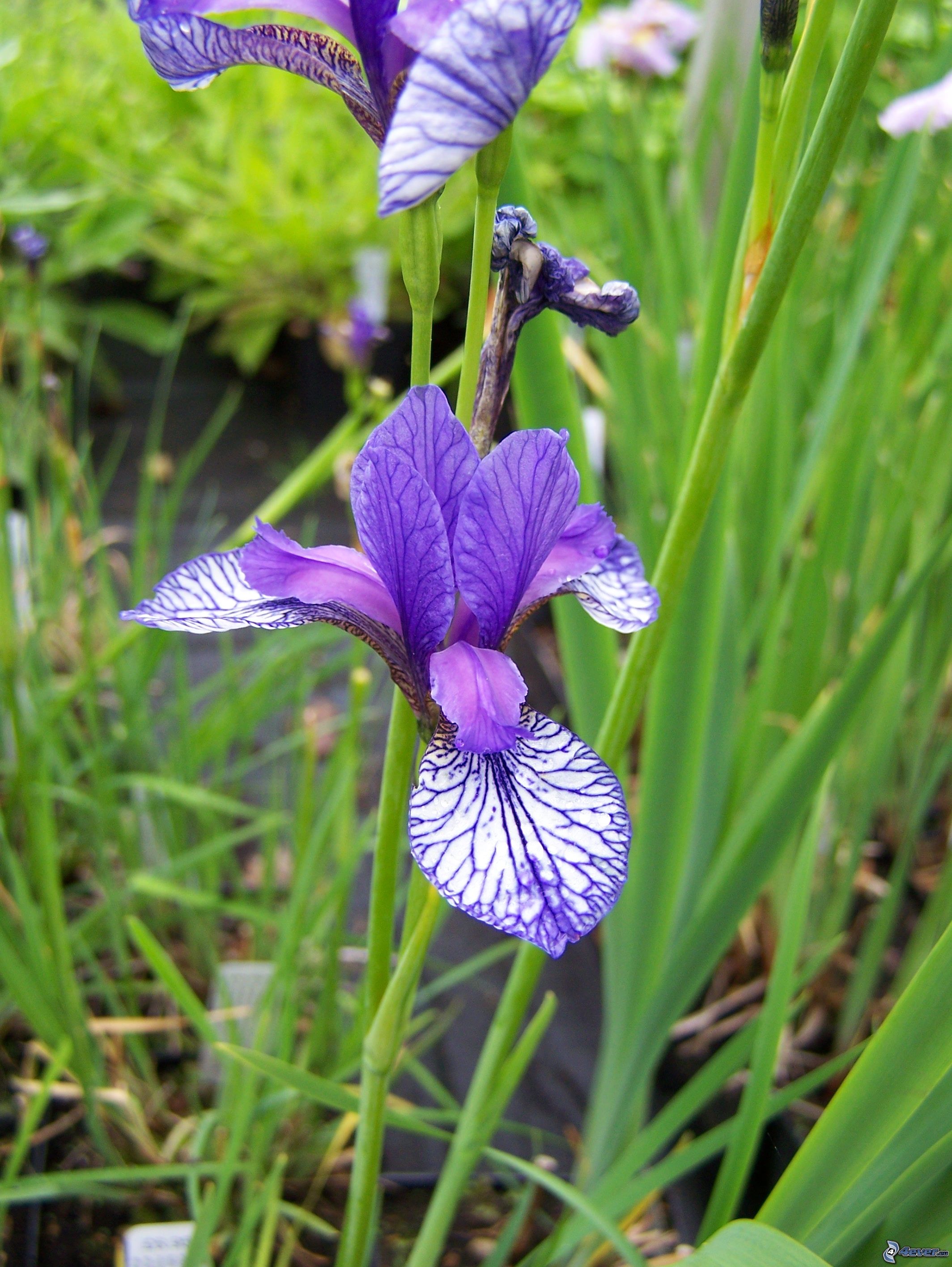 Ирис Сибирский, Iris sibirica, 'Flight of Butterflies